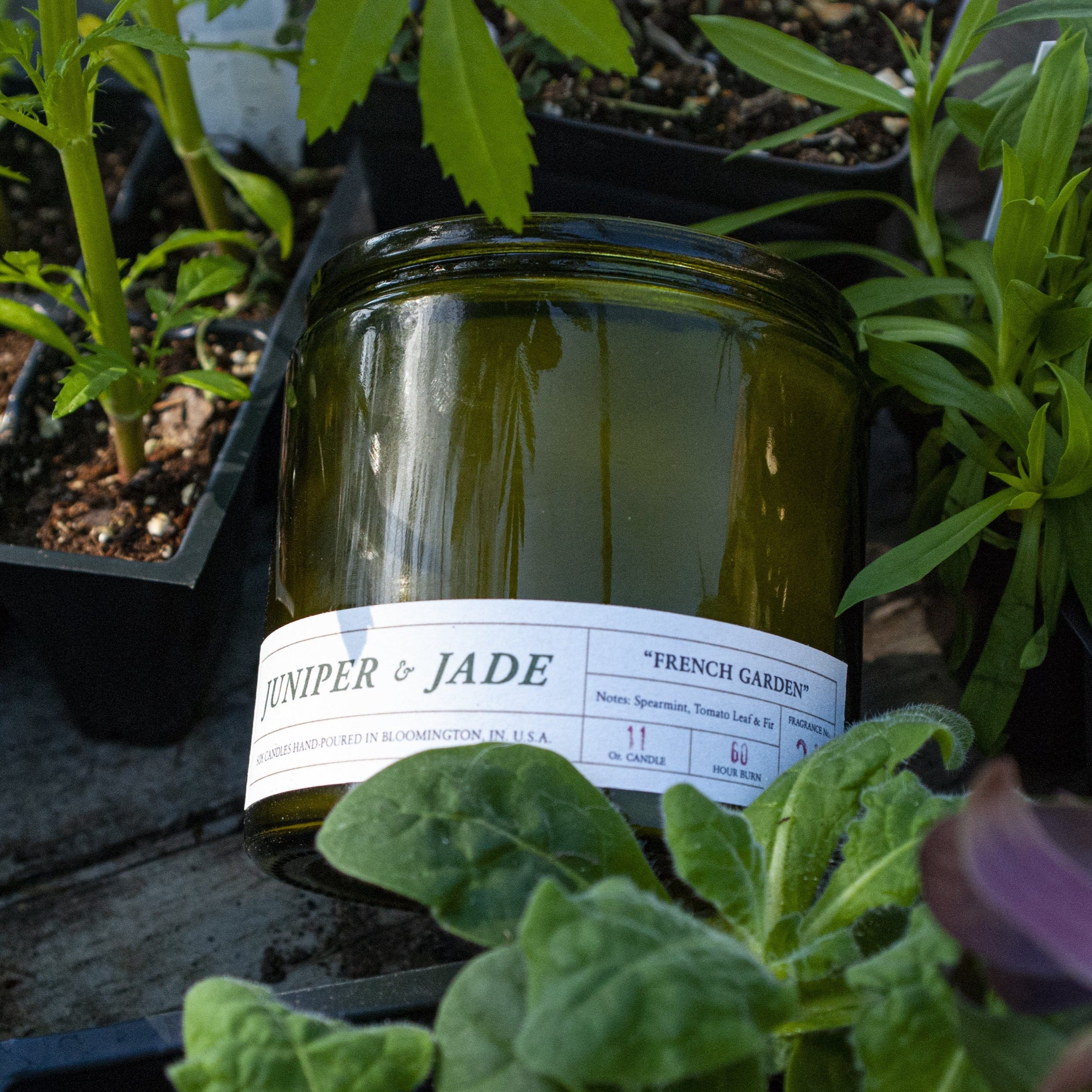 jade plant in french French Garden – Juniper and Jade Co